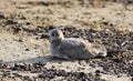 Laughing Gull bird on sandy beach, Hilton Head Island Royalty Free Stock Photo