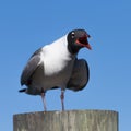 Laughing Gull Cawing, Clearwater, Florida Royalty Free Stock Photo