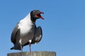 Laughing Gull Cawing, Clearwater, Florida Royalty Free Stock Photo