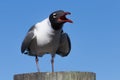 Laughing Gull Cawing, Clearwater, Florida Royalty Free Stock Photo