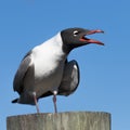 Laughing Gull Cawing, Clearwater, Florida Royalty Free Stock Photo