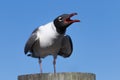 Laughing Gull Cawing, Clearwater, Florida Royalty Free Stock Photo