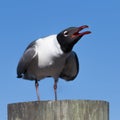 Laughing Gull Cawing, Clearwater, Florida Royalty Free Stock Photo