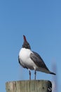 Laughing Gull Cawing, Clearwater, Florida Royalty Free Stock Photo