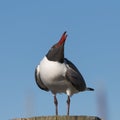 Laughing Gull Cawing, Clearwater, Florida Royalty Free Stock Photo