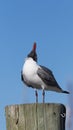 Laughing Gull Cawing, Clearwater, Florida Royalty Free Stock Photo