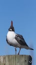 Laughing Gull Cawing, Clearwater, Florida Royalty Free Stock Photo