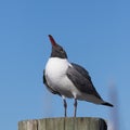 Laughing Gull Cawing, Clearwater, Florida Royalty Free Stock Photo