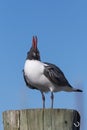 Laughing Gull Cawing, Clearwater, Florida Royalty Free Stock Photo