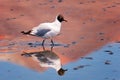 Laughing gull Chroicocephalus ridibundus in Hedionda stinking lake lagoon, Bolivia