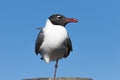 Laughing Gull, Clearwater, Florida Royalty Free Stock Photo