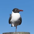 Laughing Gull, Clearwater, Florida Royalty Free Stock Photo