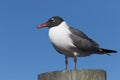 Laughing Gull, Clearwater, Florida Royalty Free Stock Photo