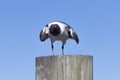 Laughing Gull, Clearwater, Florida Royalty Free Stock Photo