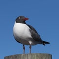 Laughing Gull, Clearwater, Florida Royalty Free Stock Photo