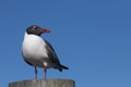 Laughing Gull, Clearwater, Florida Royalty Free Stock Photo