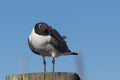 Laughing Gull, Clearwater, Florida Royalty Free Stock Photo