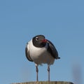 Laughing Gull, Clearwater, Florida Royalty Free Stock Photo