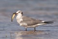 Laughing gull with fish Royalty Free Stock Photo