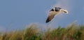 Laughing gull flying with blurred background