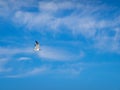 Laughing gull flying