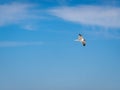 Laughing gull flying