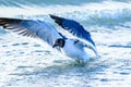 Laughing Gull Royalty Free Stock Photo