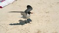 Laughing gull with its wings extended on the beach