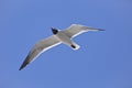A laughing gull Larus articilla flies during the day against a bright blue sky Royalty Free Stock Photo