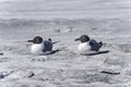 Laughing gull, larus atricilla Royalty Free Stock Photo