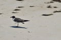 Laughing gull (Larus Atricilla) Royalty Free Stock Photo