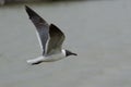 Laughing Gull