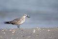 A laughing gull Leucophaeus atricilla eating a fish on the beach with the gulf of Mexico in the background. Royalty Free Stock Photo