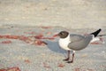 A Laughing Gull Leucophaeus Atricilla is on Indian Rocks Beach, Gulf of Mexico, Florida Royalty Free Stock Photo