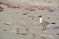 A Laughing Gull Leucophaeus Atricilla is on Indian Rocks Beach, Gulf of Mexico, Florida Royalty Free Stock Photo