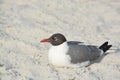 A Laughing Gull Leucophaeus Atricilla on Indian Rocks Beach, Gulf of Mexico, Florida Royalty Free Stock Photo