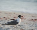 A Laughing Gull Leucophaeus Atricilla on Indian Rocks Beach, Gulf of Mexico, Florida Royalty Free Stock Photo