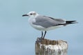 Laughing Gull, Leucophaeus atricilla, sitting on the stick, with clear blue background, Belize Royalty Free Stock Photo