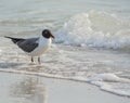 A Laughing Gull Leucophaeus Atricilla In the surf on Indian Rocks Beach, Gulf of Mexico, Florida Royalty Free Stock Photo