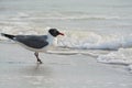 A Laughing Gull Leucophaeus Atricilla In the surf on Indian Rocks Beach, Gulf of Mexico, Florida Royalty Free Stock Photo