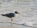 A Laughing Gull Leucophaeus Atricilla In the surf on Indian Rocks Beach, Gulf of Mexico, Florida Royalty Free Stock Photo