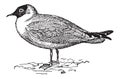 Laughing Gull Or Leucophaeus Atricilla, Vintage Engraving