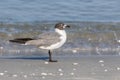 The laughing gull is a medium-sized gull of North and South America. Royalty Free Stock Photo