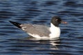 Laughing Gull By The Ocean