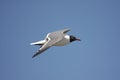 Laughing Gull By The Ocean