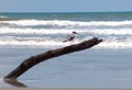Laughing Gull on Ocean Beach Royalty Free Stock Photo