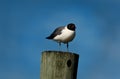A laughing gull perched on a post.