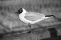 Laughing gull photographed in black and white, standing pier on the Baltic Sea Royalty Free Stock Photo