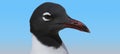 A laughing gull is pictured here.
