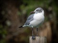 Laughing gull posing Royalty Free Stock Photo